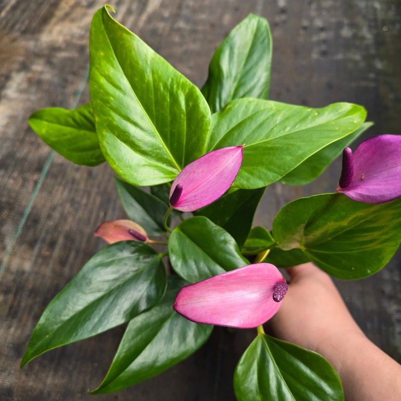 Anthurium andreanum – purple 4