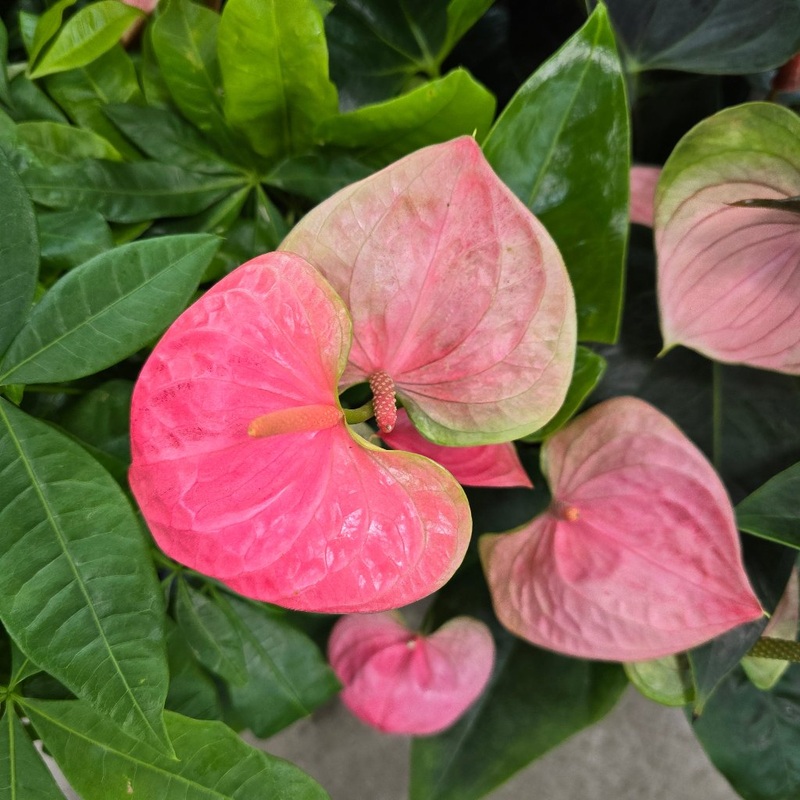 Anthurium Flowering – Pink – 4