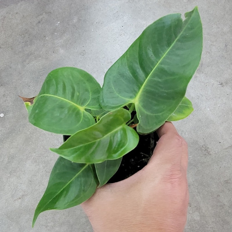Anthurium veitchii – 4|BR15BC|BR15BC