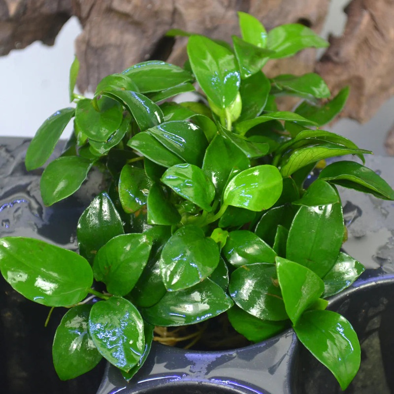 Anubias nana – 2|TR|TR