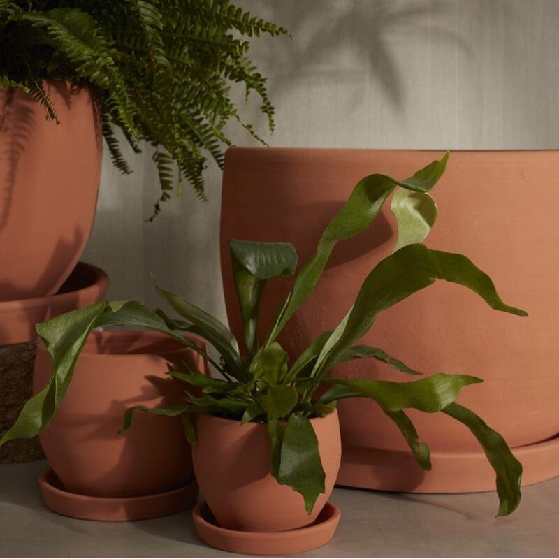 Baden Pot – 5.5