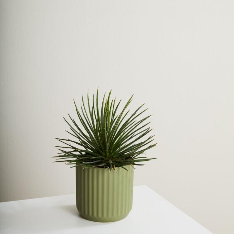 Beam Pot – 7 (sage green)