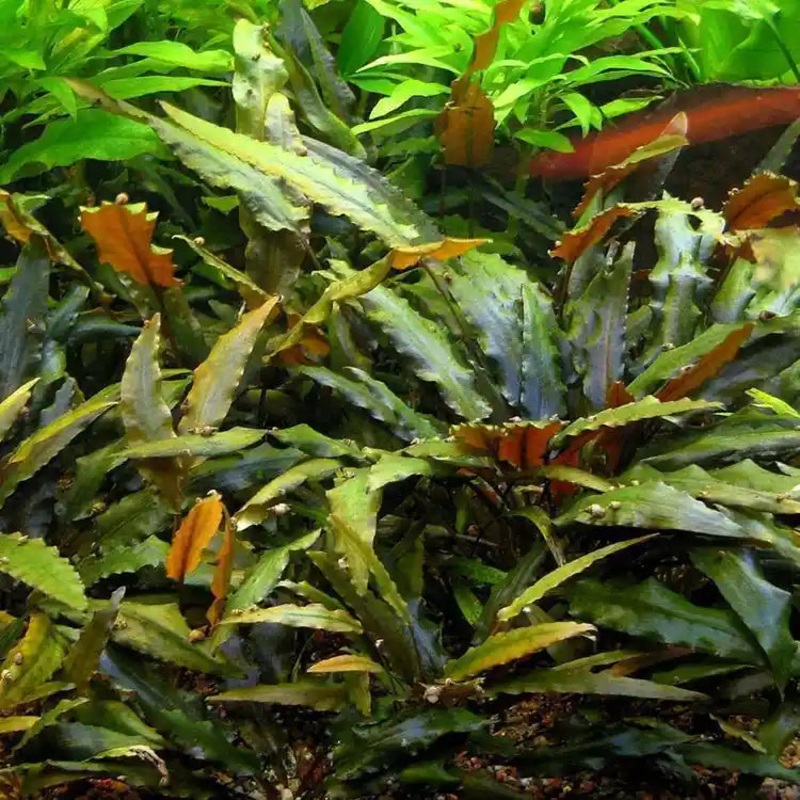 Cryptocoryne undulata – 2