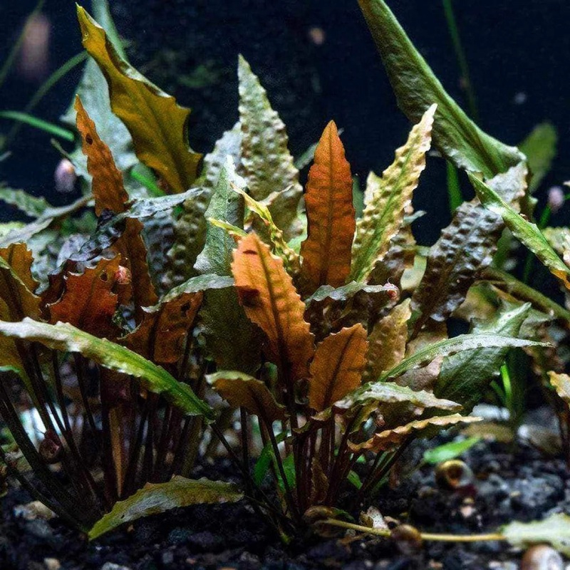 Cryptocoryne wendtii bronze – 2