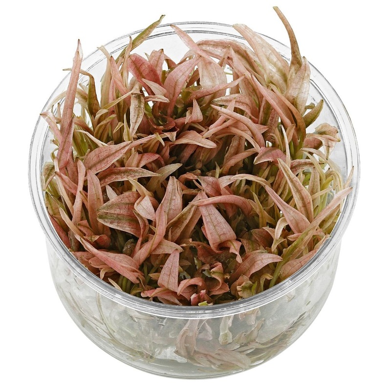 Cryptocoryne wendtii ‘Pink panther’ – ADA