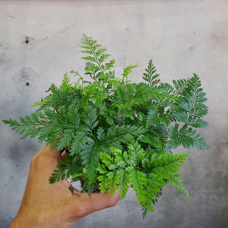 Davallia fejeensis – 4|BR6B|BR6B