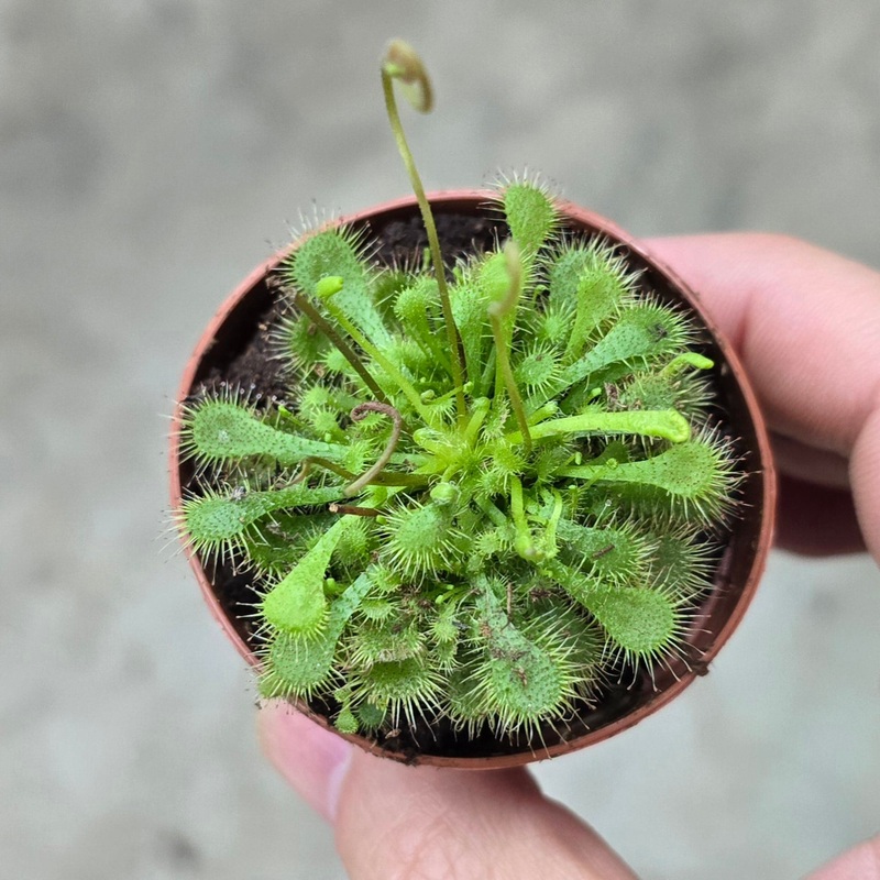 Drosera assorted – 2|TR|TR