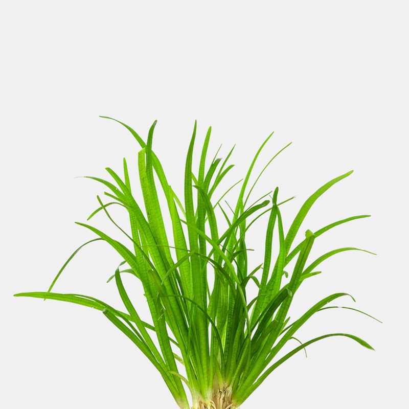 Dwarf Sagitaria subulata – bunch