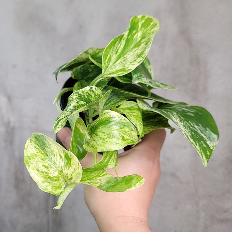 Epipremnum aureum ‘Marble Queen’ – 4