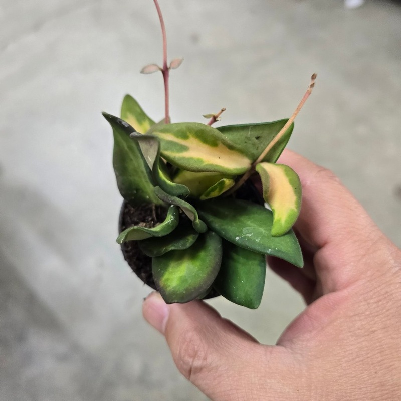 Hoya ‘DS 70 Variegated’ – 2|R2CD