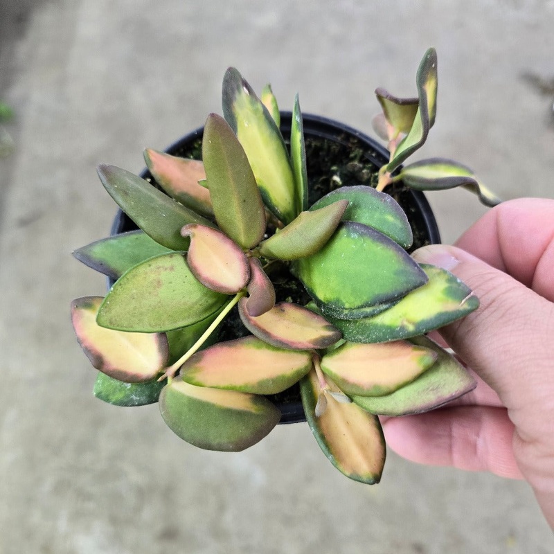 Hoya ‘DS 70 Variegated’ – 4|R2AC