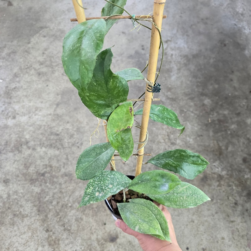 Hoya finlaysonii ‘Chicken Farm’ – Trellis – 4