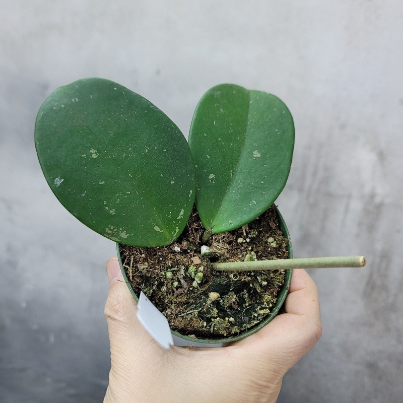HOYA OBOVATA – 4|R2BD|R2BD