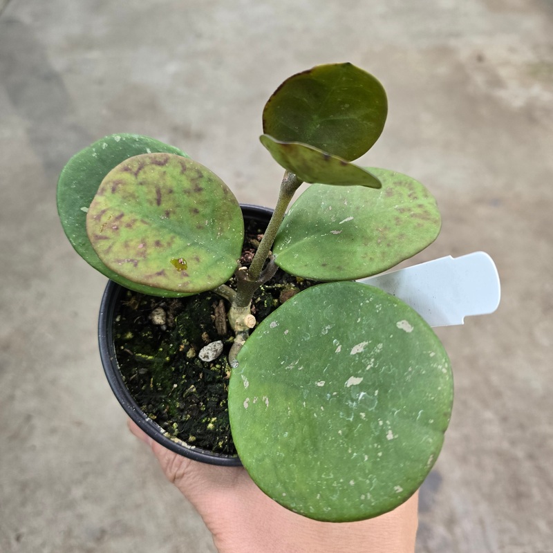 Hoya obovata Splash – 4|R2BD|R2BD