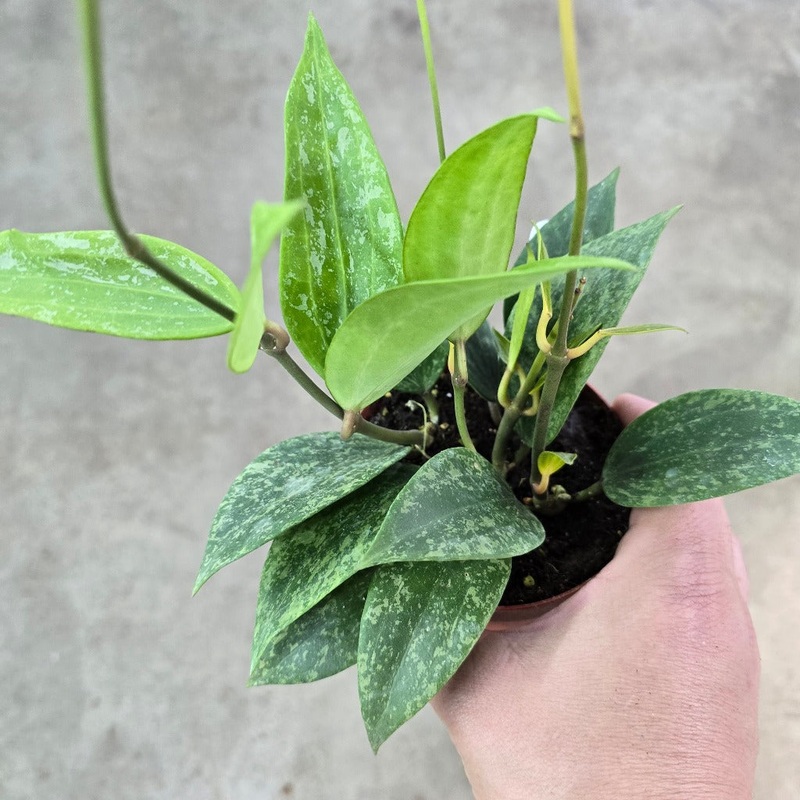 Hoya rangsan – 4|TBD|TBD