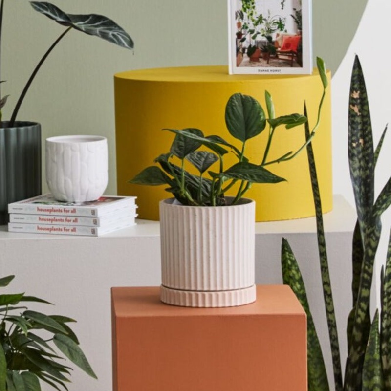 Los Feliz Pot – Off White – 5.5