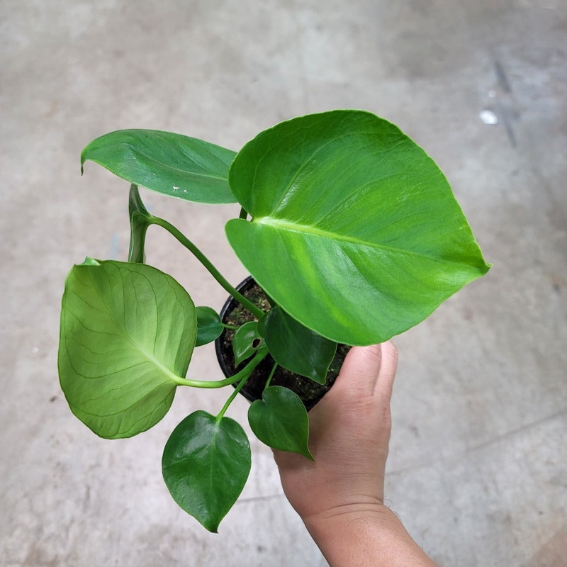 Monstera deliciosa – 4 (juvenile)