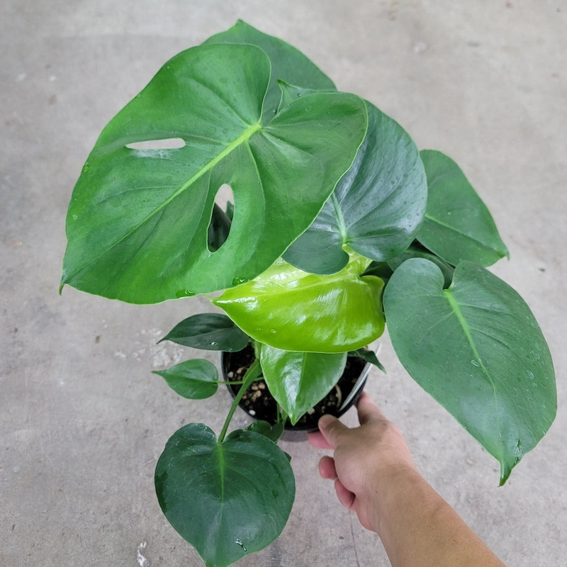 Monstera deliciosa – 6|BR01C|BR01C