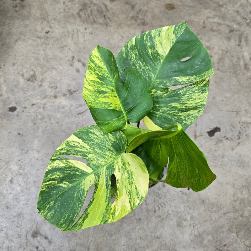 Monstera deliciosa ‘Aurea’ – 6