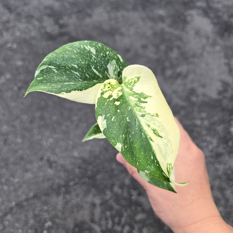 Monstera deliciosa ‘Thai Constellation’ – 2