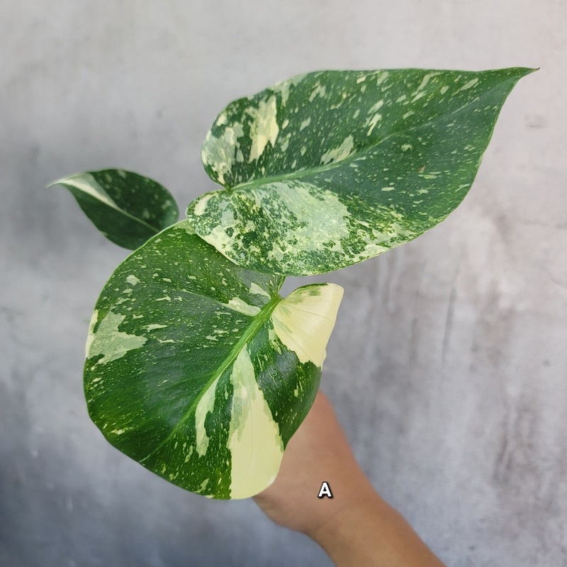 Monstera deliciosa ‘Thai Constellation’ – 4