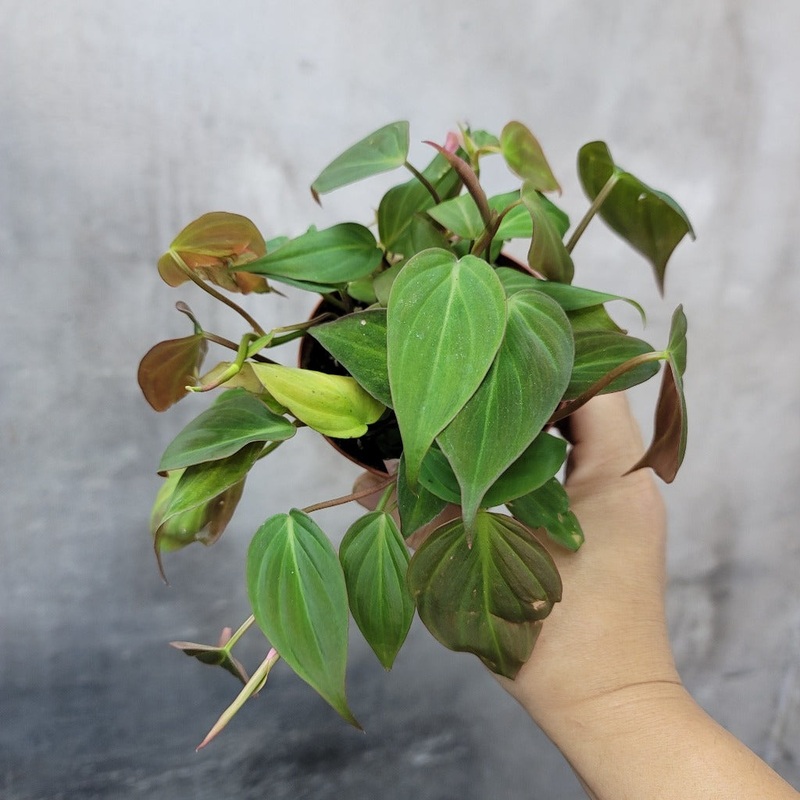 Philodendron micans – 4|R1BD|R1BD