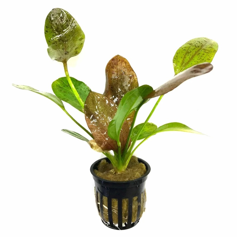 Red Flame Sword – 2|TR|TR