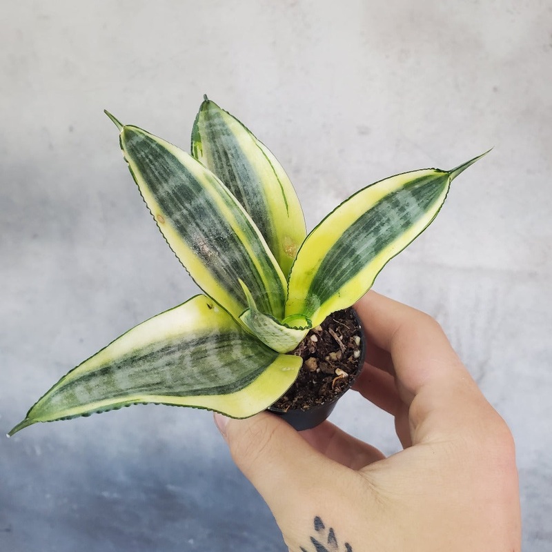 Sansevieria – Bundle & Save