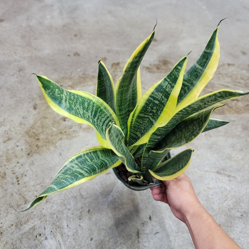 Sansevieria ‘Futura Superba’ – 6