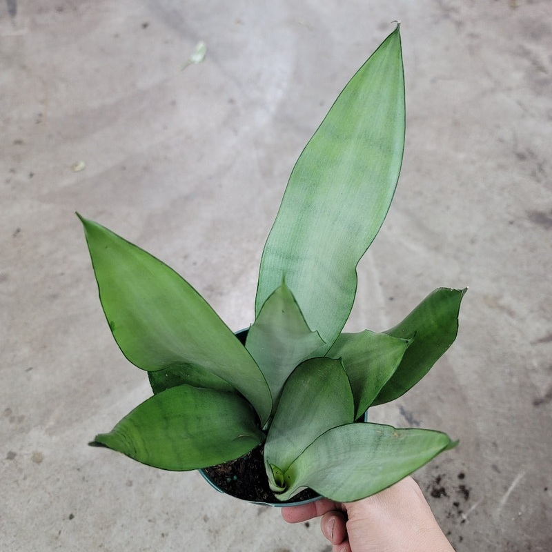 Sansevieria tri. ‘Moonshine’ – 6