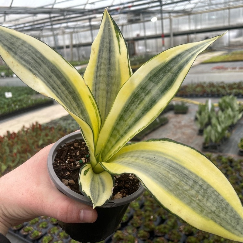 Sansevieria trifasciata ‘Gold Dust’ – 4