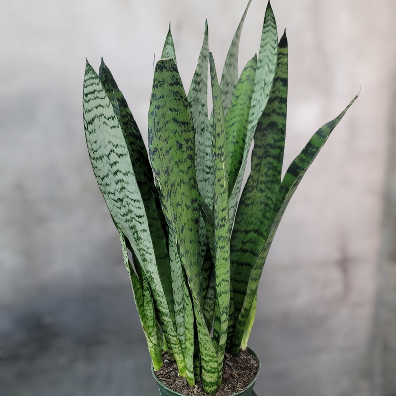 Sansevieria zeylanica – 6|NR1D