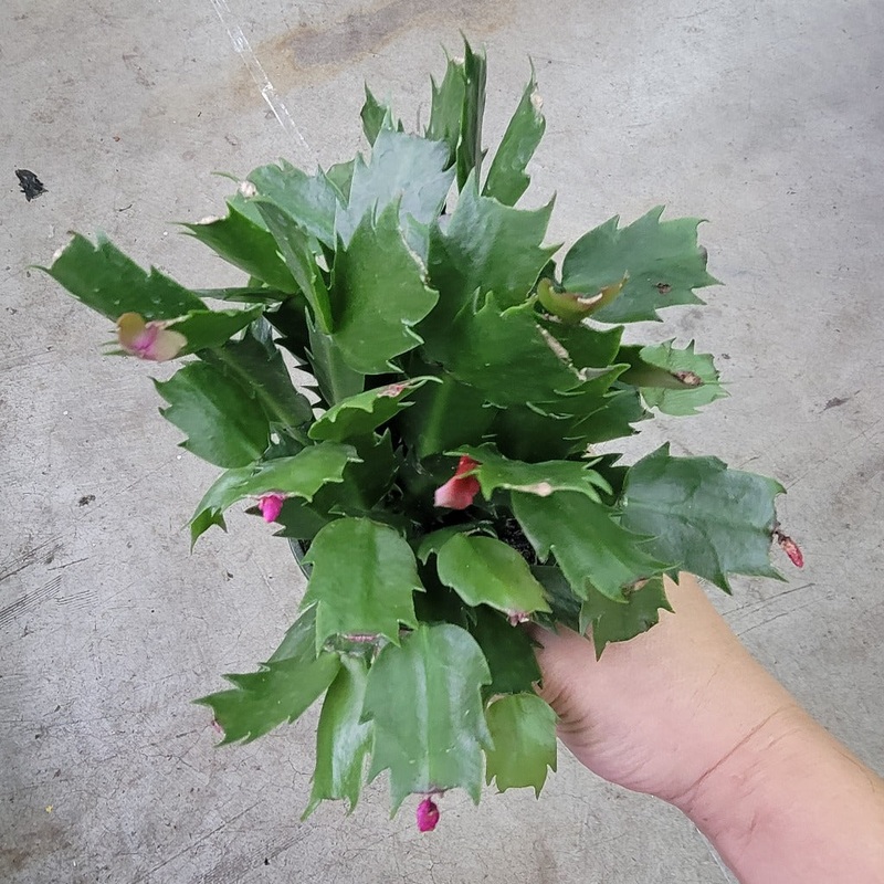 Schlumbergera truncata  – 4|FR