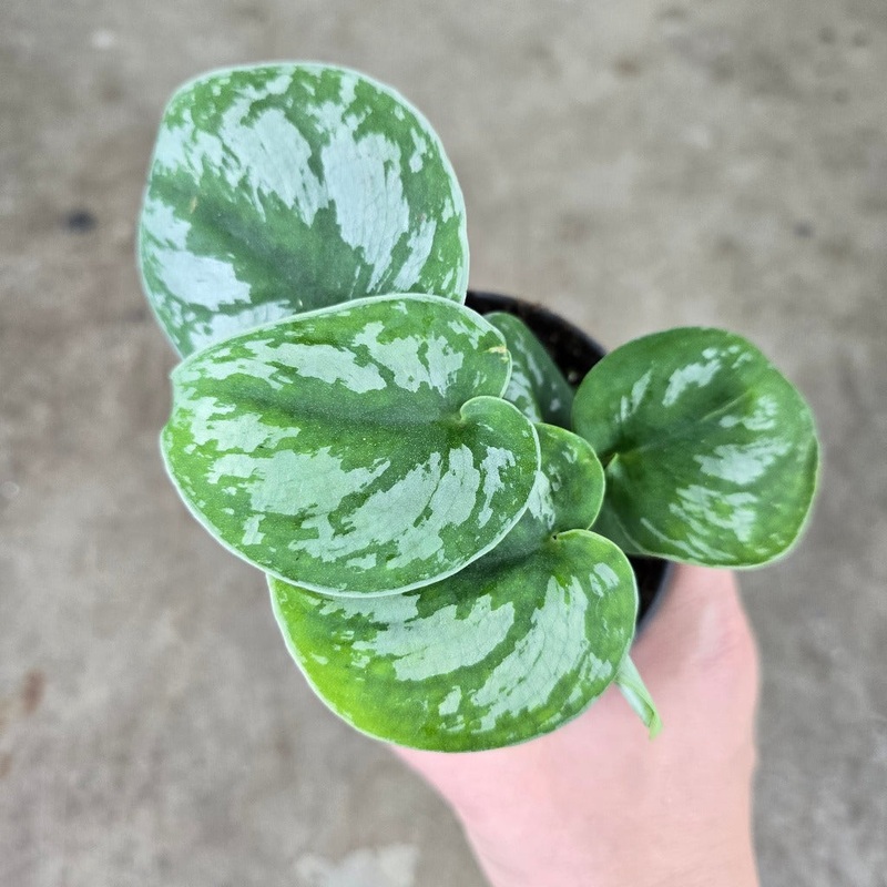 Scindapsus pictus ‘Exotica’ – 4 HB