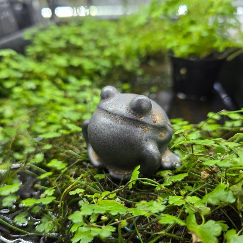 Tea Pet – Frog