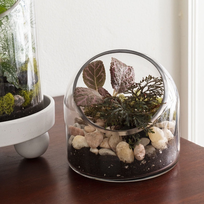 Warner Terrarium – 5.75