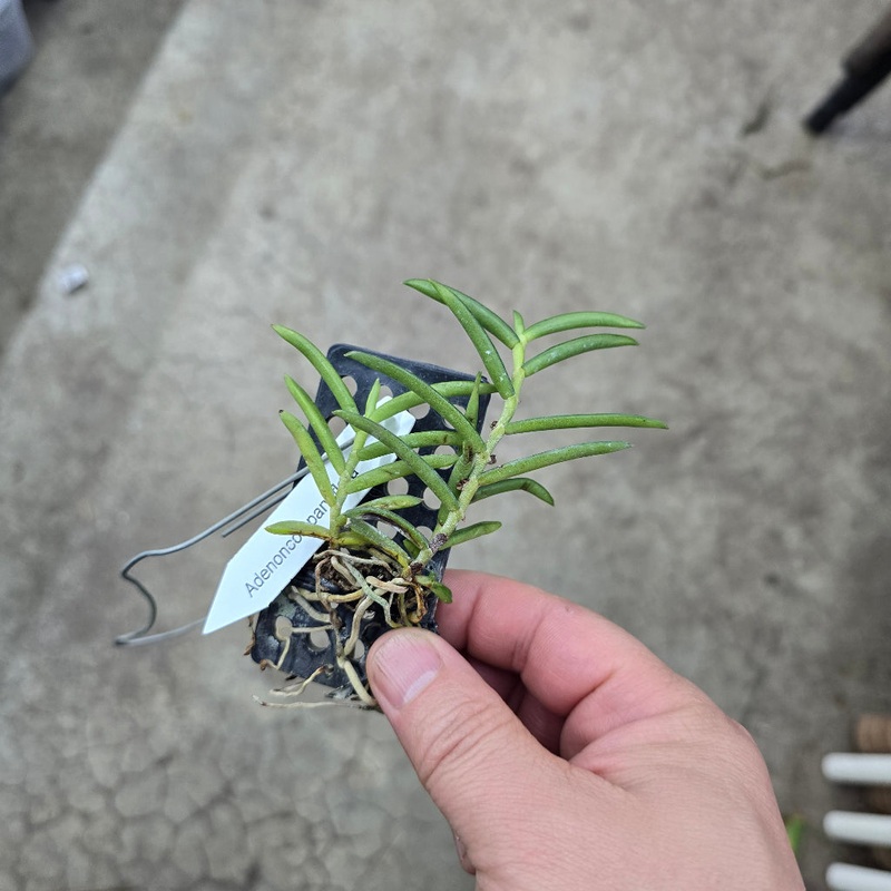 Adenoncos parviflora|TBD|TBD