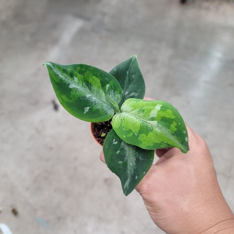 Aglaonema pictum tricolor – 2|CL4A