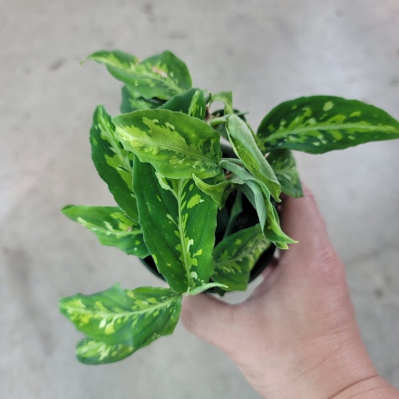 Aglaonema pictum tricolor – 4|BR09B