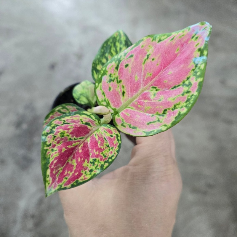 Aglaonema ‘Red Valentine’ – 2|CL4E