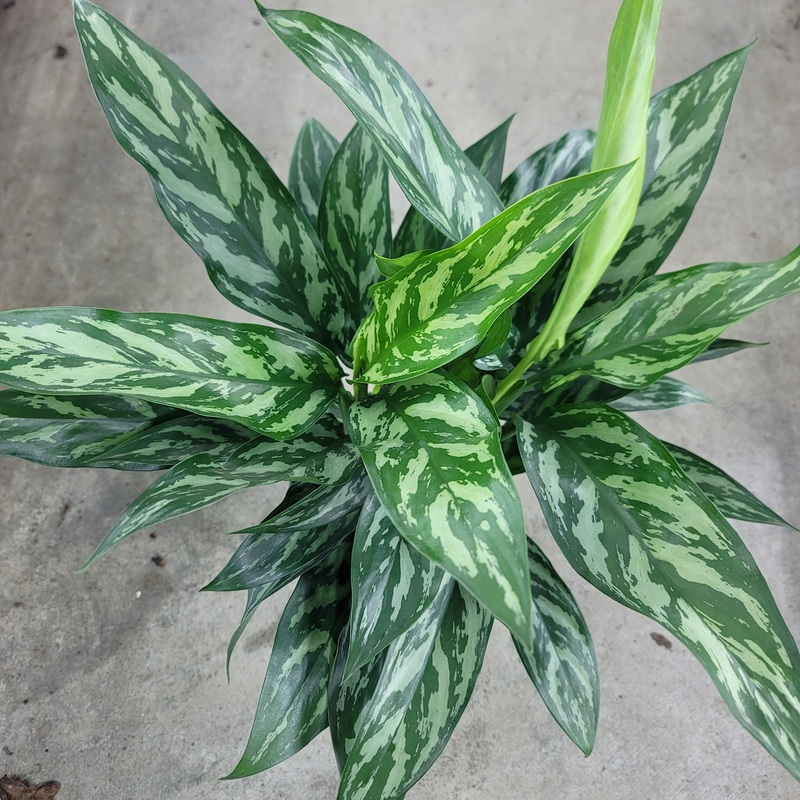 Aglaonema ‘Tigress’ – 6|BR09D|BR09D