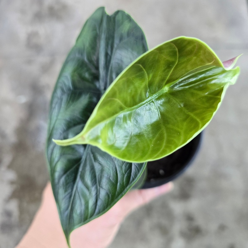 Alocasia ‘Green Unicorn’ – 4|BR11B