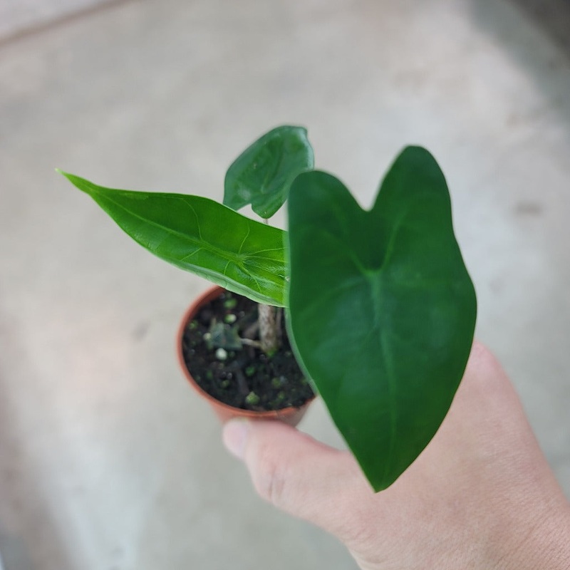Alocasia sarian – 2|TBD|TBD