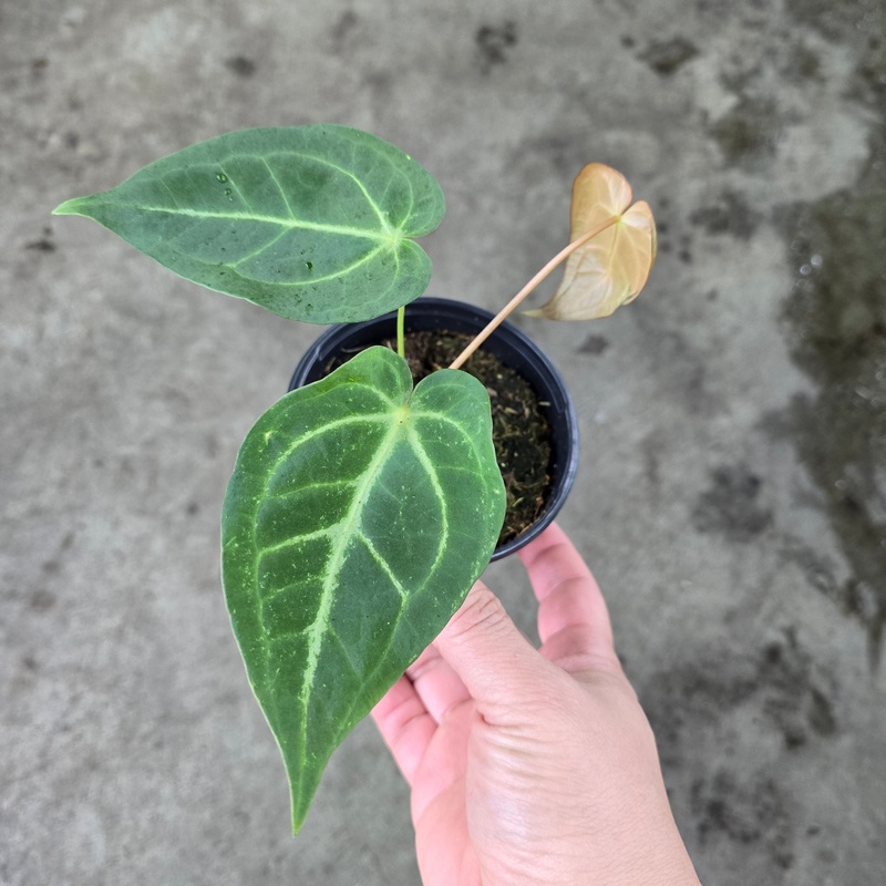 Anthurium magnificum – 8 (NO SHIPPING)