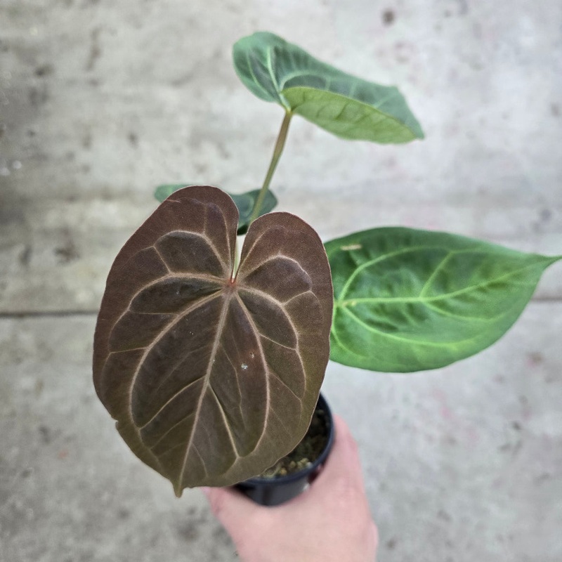 Anthurium papillilaminum ORI – 4