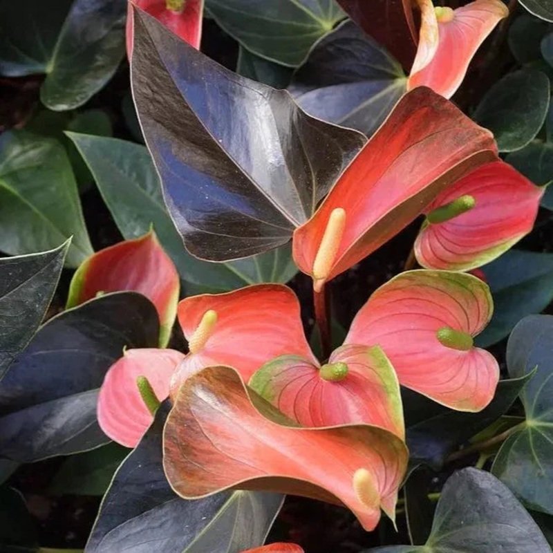 Anthurium Rainbow Champion – 4