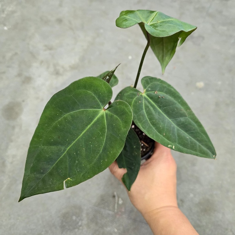 Anthurium Zara Michelle x Red Vein Dark Phoenix – 4