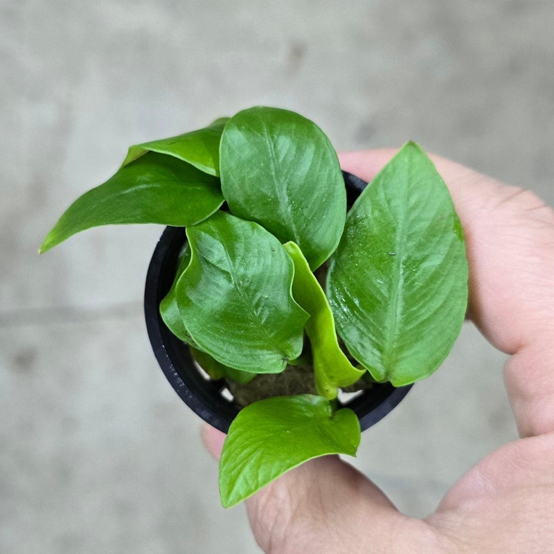 Anubias barteri var. nana (Golden) – TC