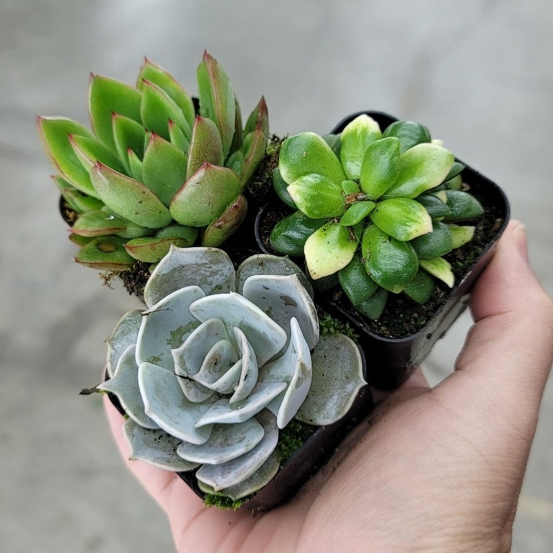 Assorted succulents – 2|CL6C|CL6C