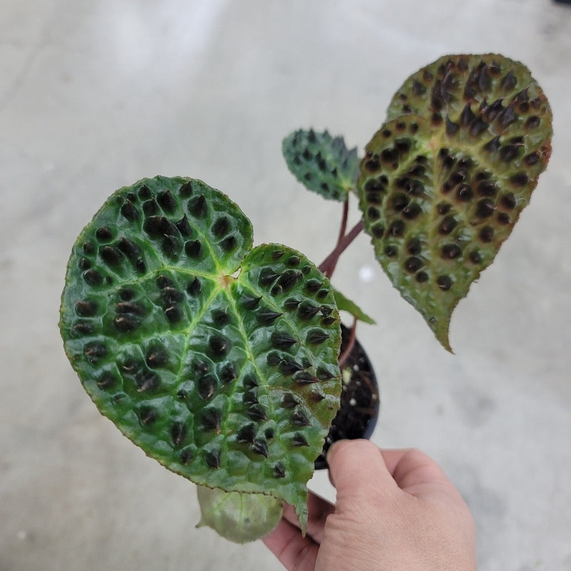 Begonia ferox – 4|BR16C|BR16C